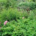 Sanguisorba obtusa